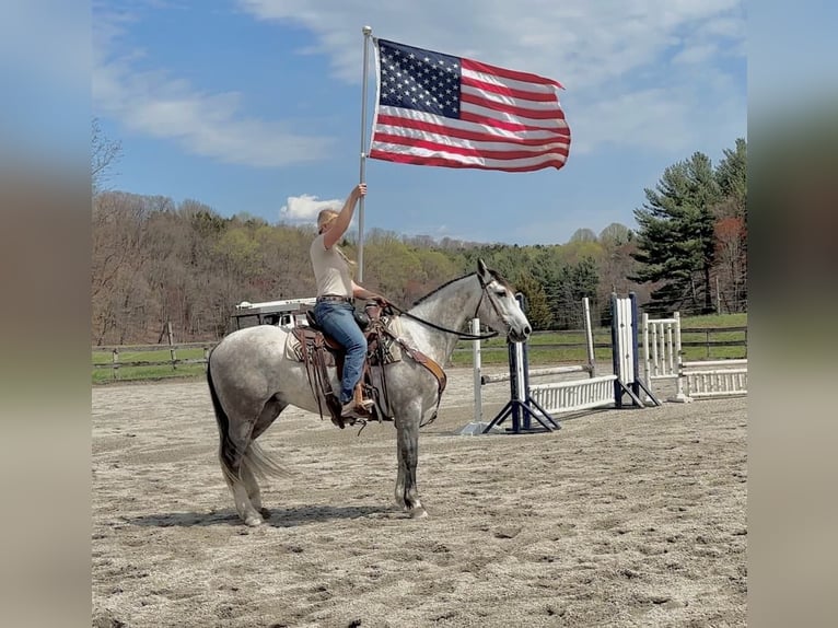 Andalusian Mix Gelding 5 years 15,1 hh Grey in New Holland, PA
