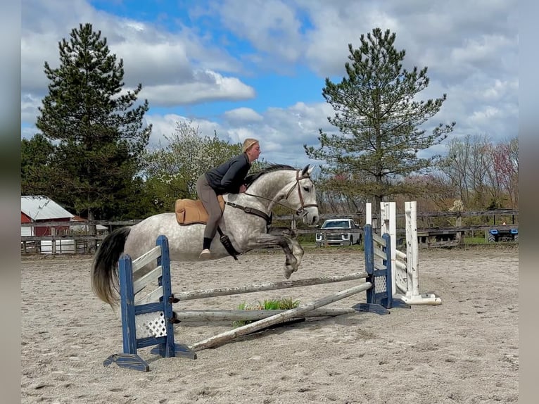 Andalusian Mix Gelding 5 years 15,1 hh Grey in New Holland, PA