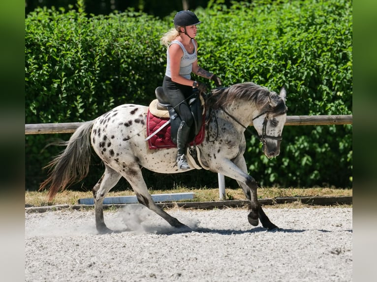 Andalusian Gelding 5 years 15,1 hh Leopard-Piebald in Neustadt (Wied)