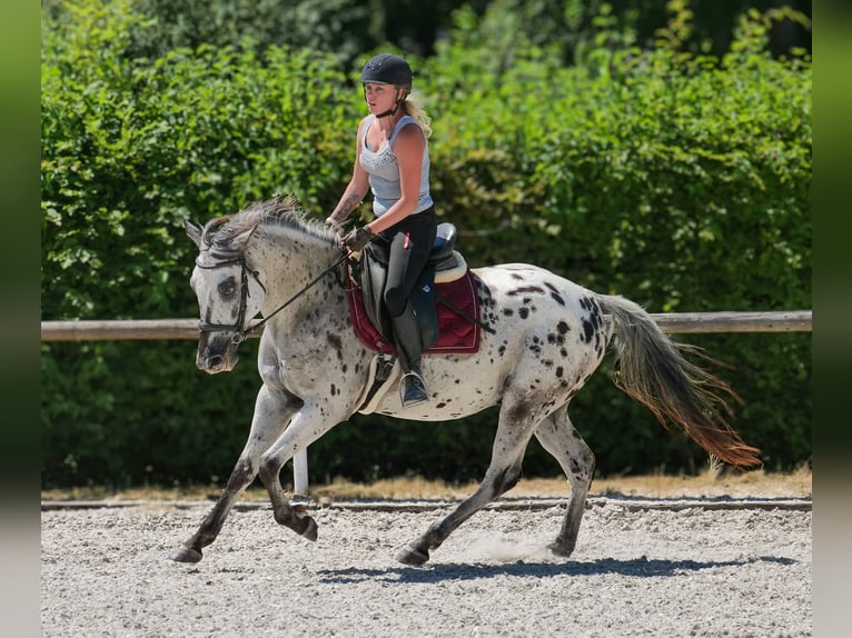Andalusian Gelding 5 years 15,1 hh Leopard-Piebald in Neustadt (Wied)