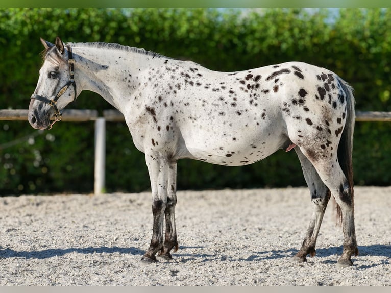 Andalusian Gelding 5 years 15,1 hh Leopard-Piebald in Neustadt (Wied)