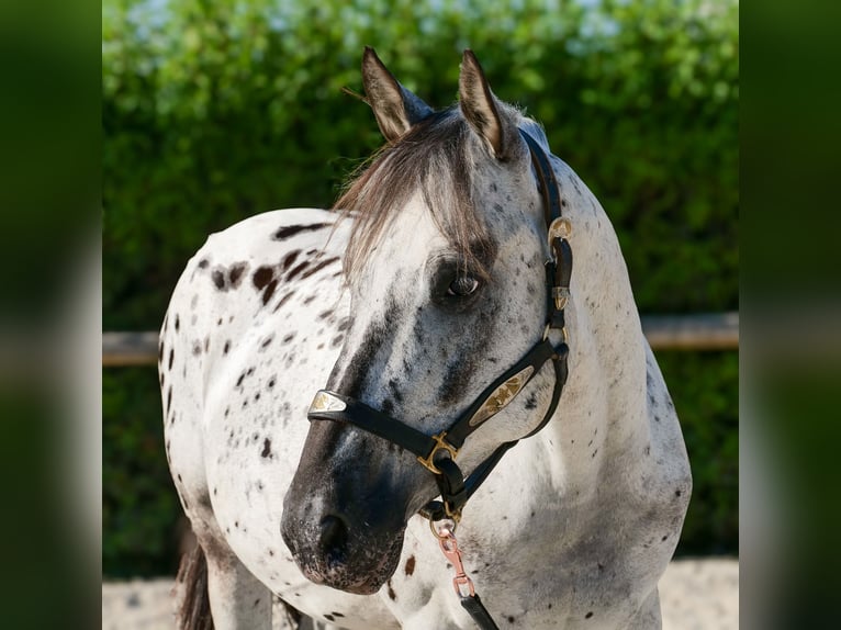 Andalusian Gelding 5 years 15,1 hh Leopard-Piebald in Neustadt (Wied)