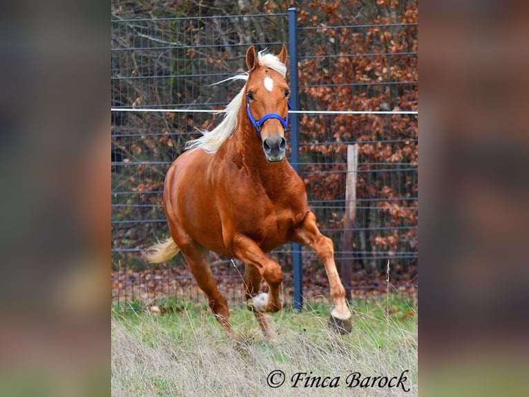 Andalusian Gelding 5 years 15,1 hh Palomino in Wiebelsheim