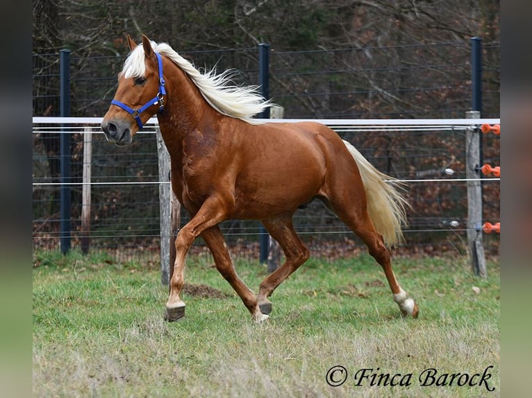 Andalusian Gelding 5 years 15,1 hh Palomino in Wiebelsheim