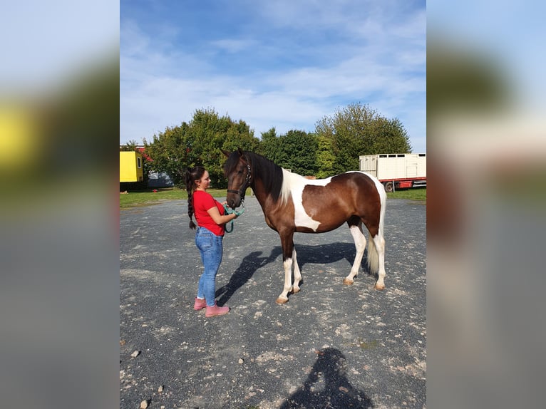 Andalusian Gelding 5 years 15,1 hh Pinto in Neu-Isenburg