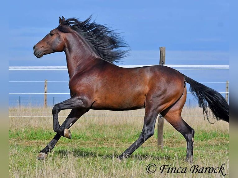 Andalusian Gelding 5 years 15,1 hh Smoky-Black in Wiebelsheim