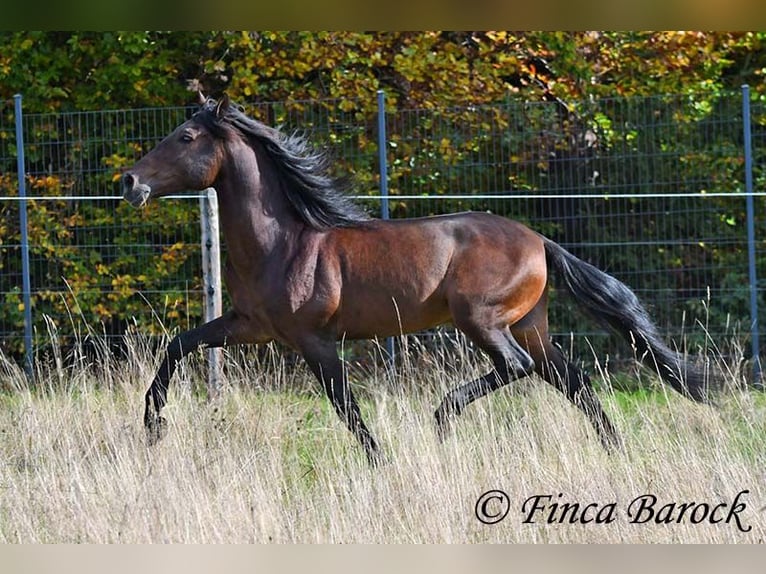 Andalusian Gelding 5 years 15,1 hh Smoky-Black in Wiebelsheim