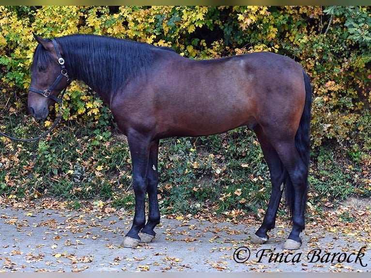 Andalusian Gelding 5 years 15,1 hh Smoky-Black in Wiebelsheim