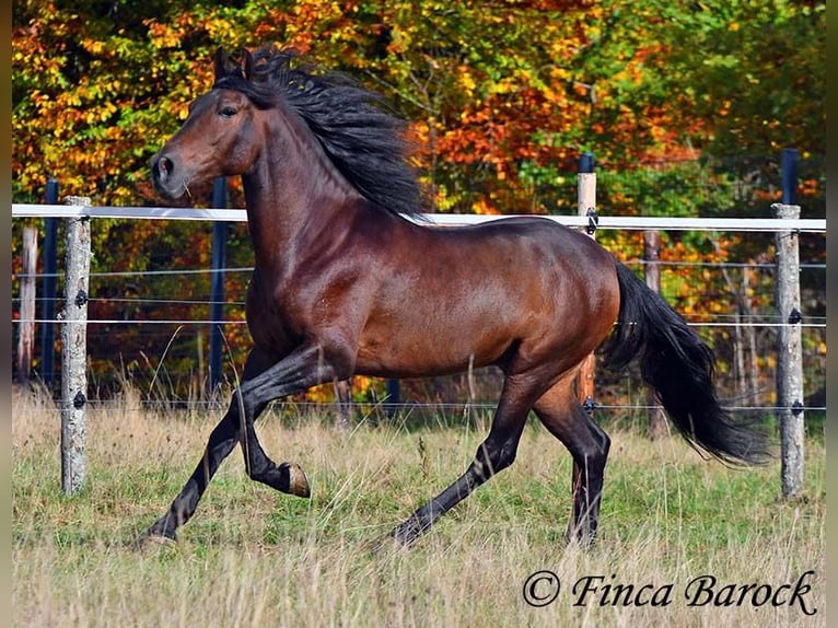 Andalusian Gelding 5 years 15,1 hh Smoky-Black in Wiebelsheim