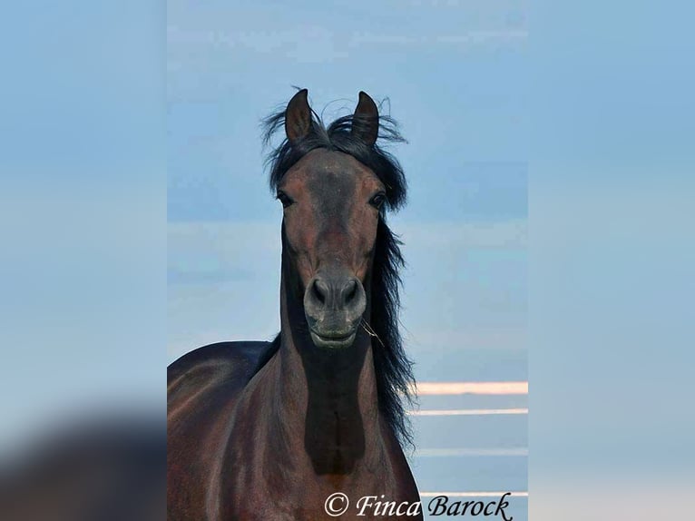 Andalusian Gelding 5 years 15,1 hh Smoky-Black in Wiebelsheim