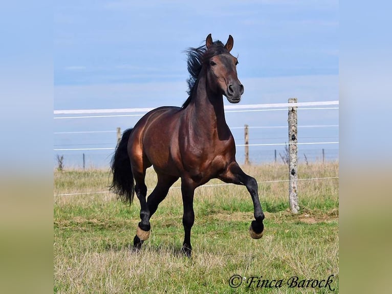 Andalusian Gelding 5 years 15,1 hh Smoky-Black in Wiebelsheim