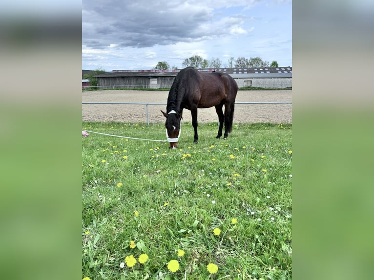 Andalusian Gelding 5 years 15,2 hh Bay-Dark in Bad Neuenahr-Ahrweiler