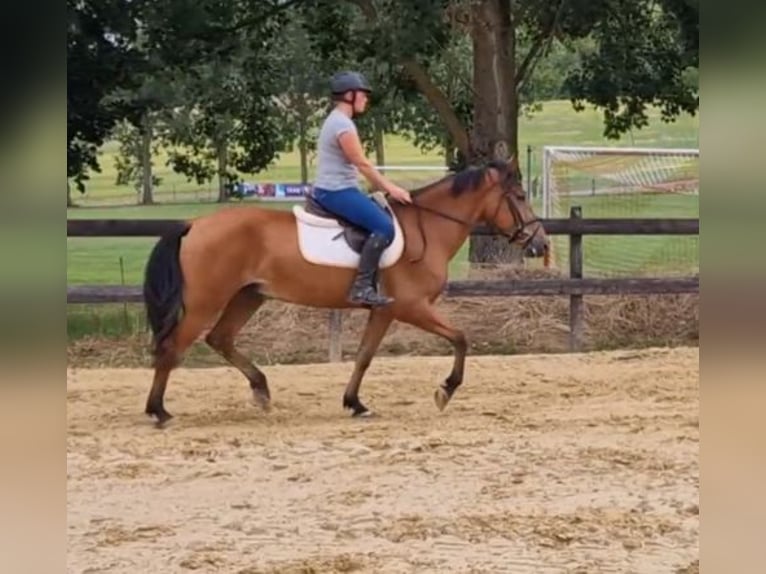 Andalusian Mix Gelding 5 years 15,2 hh Brown in Schimberg