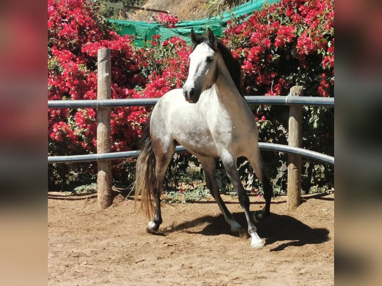Andalusian Gelding 5 years 15,2 hh Gray in Adra Almeria