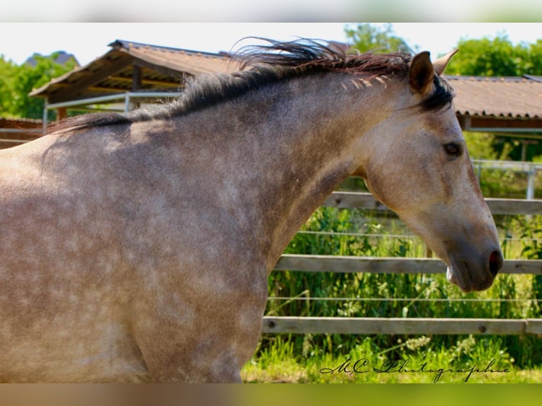 Andalusian Gelding 5 years 15,2 hh Gray-Red-Tan in Polenz