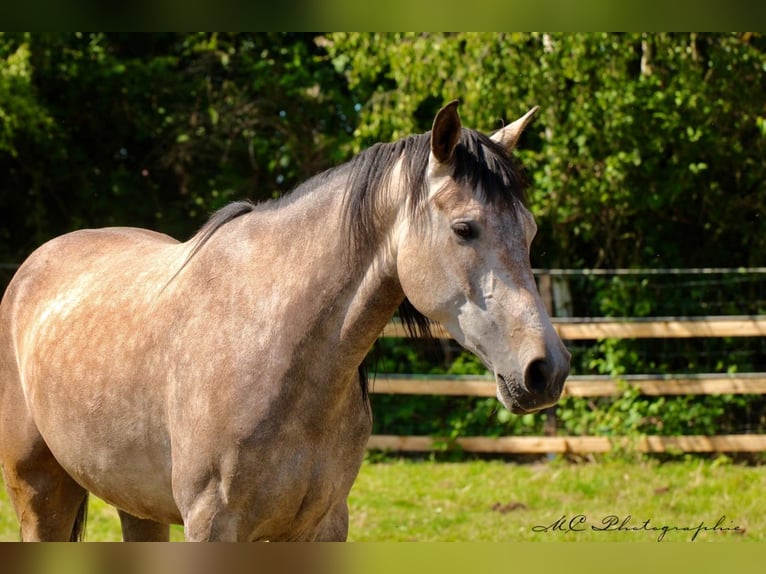 Andalusian Gelding 5 years 15,2 hh Gray-Red-Tan in Polenz