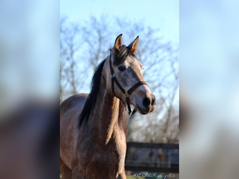 Andalusian Gelding 5 years 15,2 hh Grey-Red-Tan in Polenz