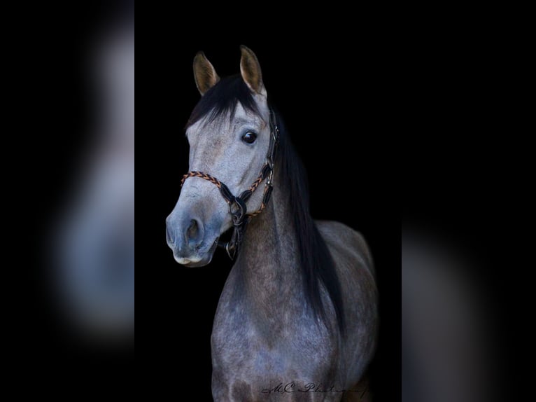 Andalusian Gelding 5 years 15,2 hh Grey-Red-Tan in Polenz