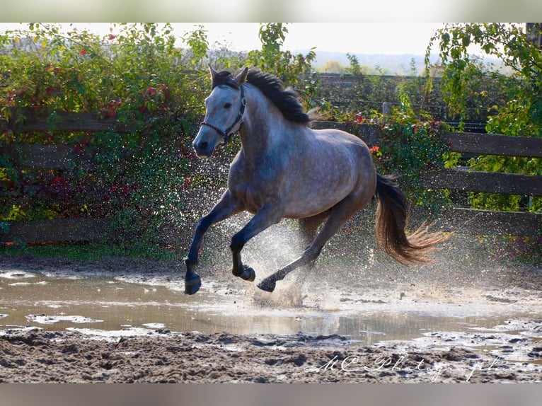 Andalusian Gelding 5 years 15,2 hh Grey-Red-Tan in Polenz
