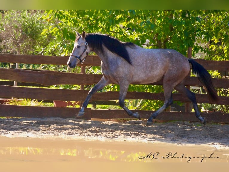 Andalusian Gelding 5 years 15,2 hh Grey-Red-Tan in Polenz