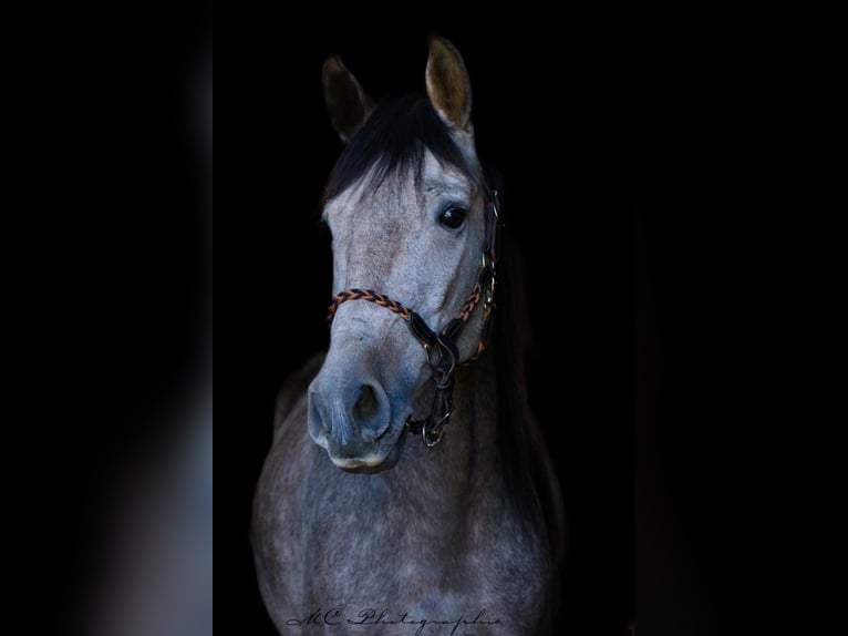 Andalusian Gelding 5 years 15,2 hh Grey-Red-Tan in Polenz