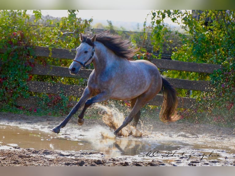 Andalusian Gelding 5 years 15,2 hh Grey-Red-Tan in Polenz