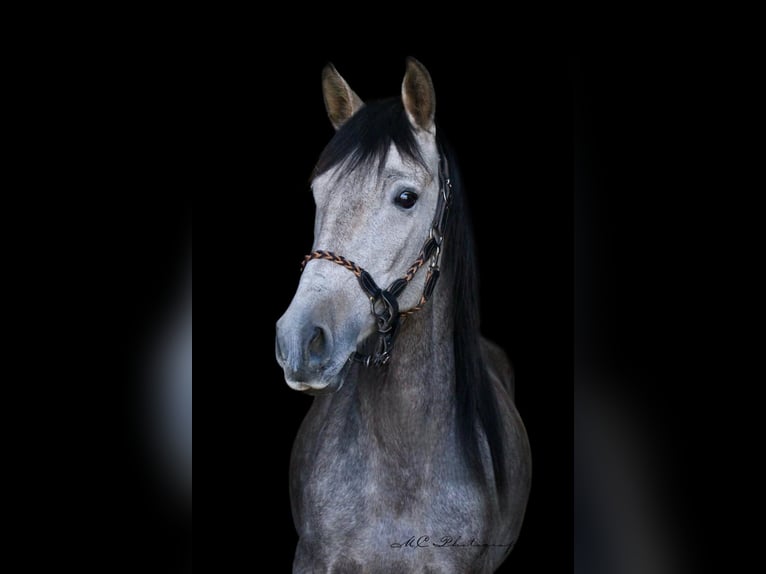 Andalusian Gelding 5 years 15,2 hh Grey-Red-Tan in Polenz