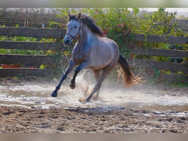 Andalusian Gelding 5 years 15,2 hh Grey-Red-Tan in Polenz