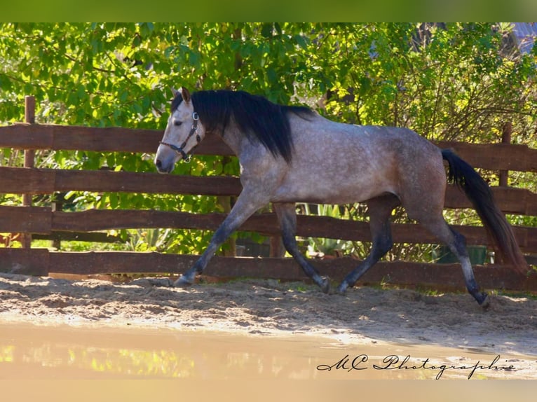 Andalusian Gelding 5 years 15,2 hh Grey-Red-Tan in Polenz