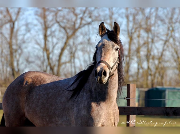 Andalusian Gelding 5 years 15,2 hh Grey-Red-Tan in Polenz