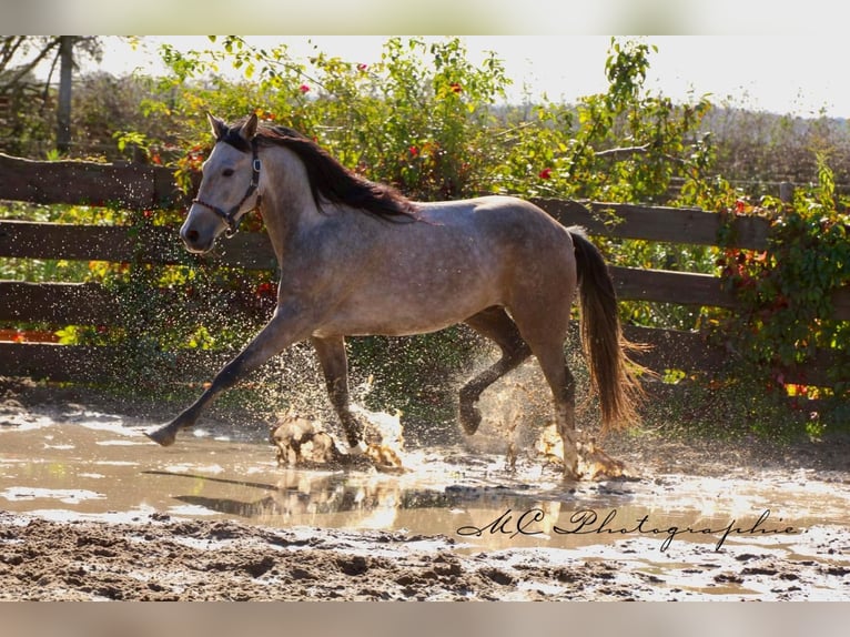Andalusian Gelding 5 years 15,2 hh Grey-Red-Tan in Polenz