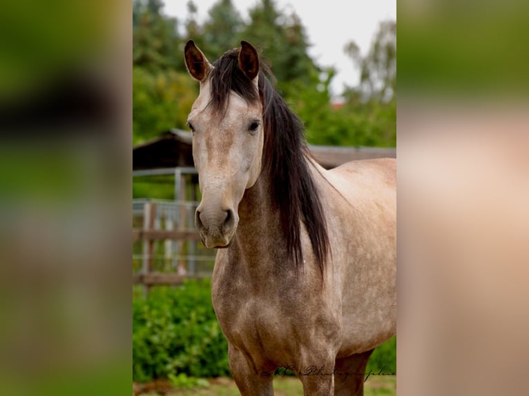 Andalusian Gelding 5 years 15,2 hh Grey-Red-Tan in Polenz