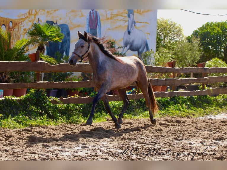 Andalusian Gelding 5 years 15,2 hh Grey-Red-Tan in Polenz
