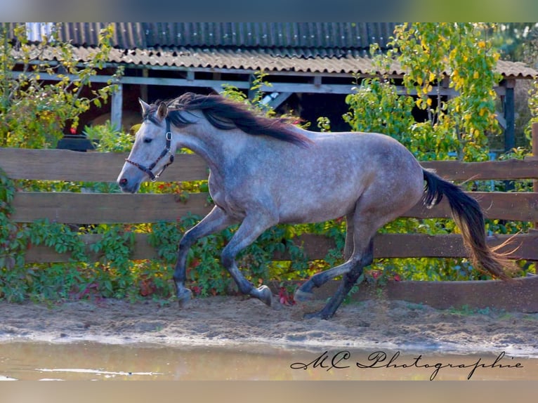 Andalusian Gelding 5 years 15,2 hh Grey-Red-Tan in Polenz