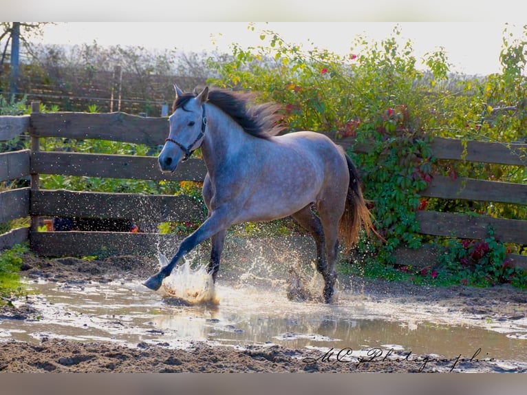 Andalusian Gelding 5 years 15,2 hh Grey-Red-Tan in Polenz