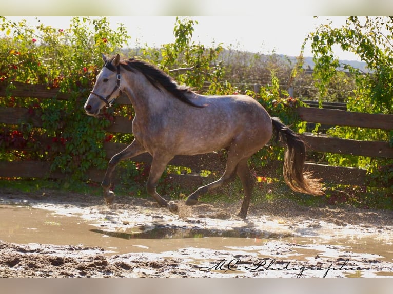Andalusian Gelding 5 years 15,2 hh Grey-Red-Tan in Polenz
