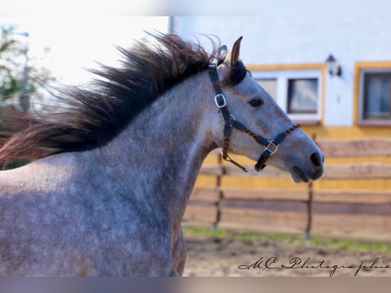 Andalusian Gelding 5 years 15,2 hh Grey-Red-Tan in Polenz