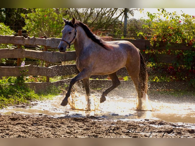 Andalusian Gelding 5 years 15,2 hh Grey-Red-Tan in Polenz