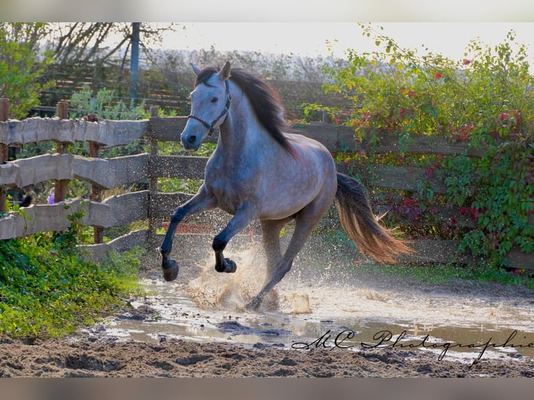 Andalusian Gelding 5 years 15,2 hh Grey-Red-Tan in Polenz