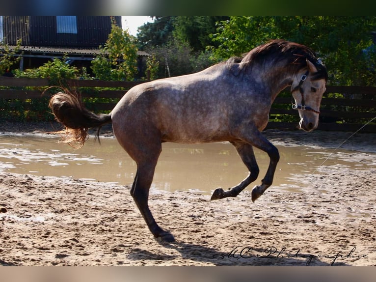 Andalusian Gelding 5 years 15,2 hh Grey-Red-Tan in Polenz