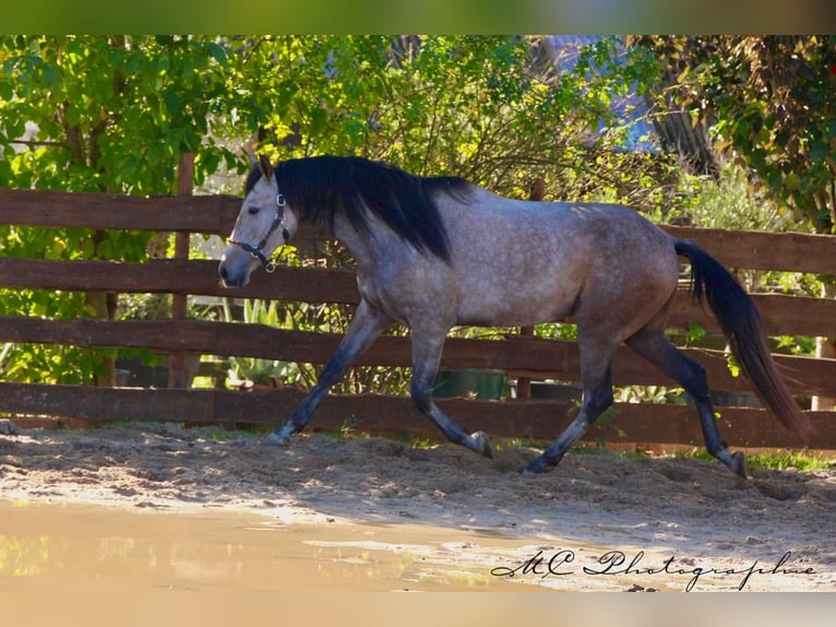 Andalusian Gelding 5 years 15,2 hh Grey-Red-Tan in Polenz