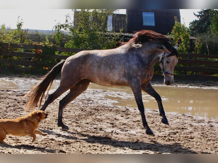Andalusian Gelding 5 years 15,2 hh Grey-Red-Tan in Polenz