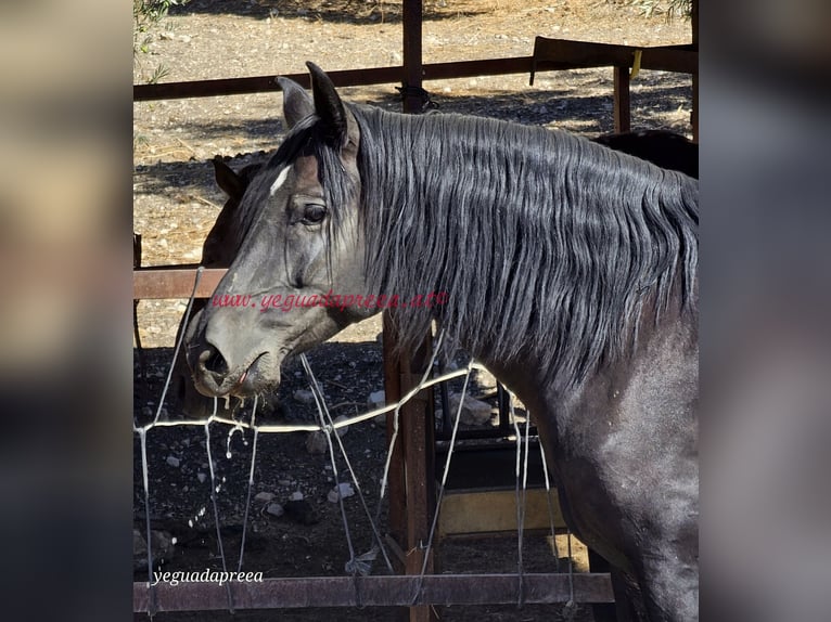 Andalusian Gelding 5 years 16,1 hh Black in Pruna