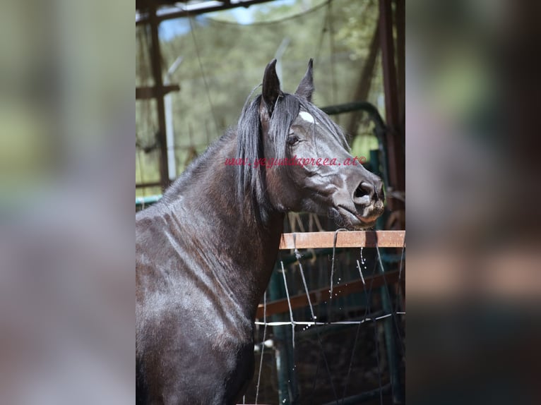 Andalusian Gelding 5 years 16,1 hh Black in Pruna