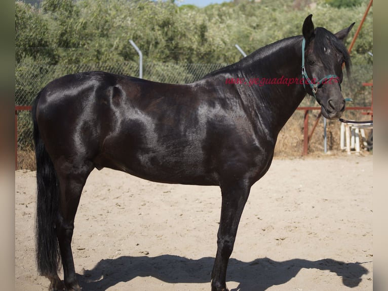 Andalusian Gelding 5 years 16,1 hh Black in Pruna