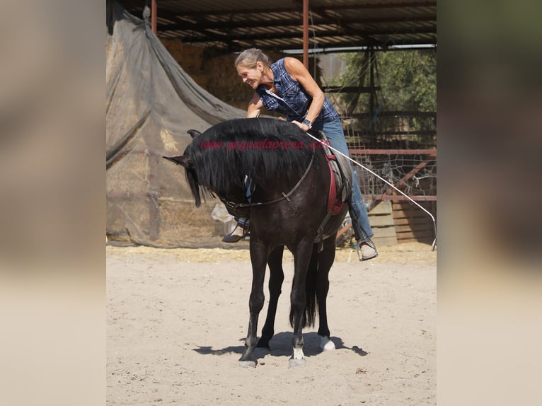 Andalusian Gelding 5 years 16,1 hh Black in Pruna