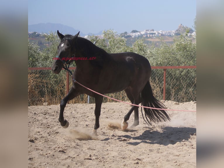 Andalusian Gelding 5 years 16,1 hh Black in Pruna