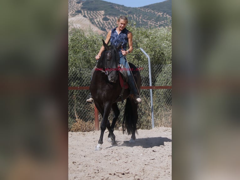 Andalusian Gelding 5 years 16,1 hh Black in Pruna