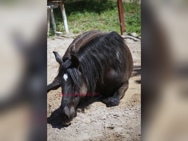 Andalusian Gelding 5 years 16,1 hh Black in Pruna