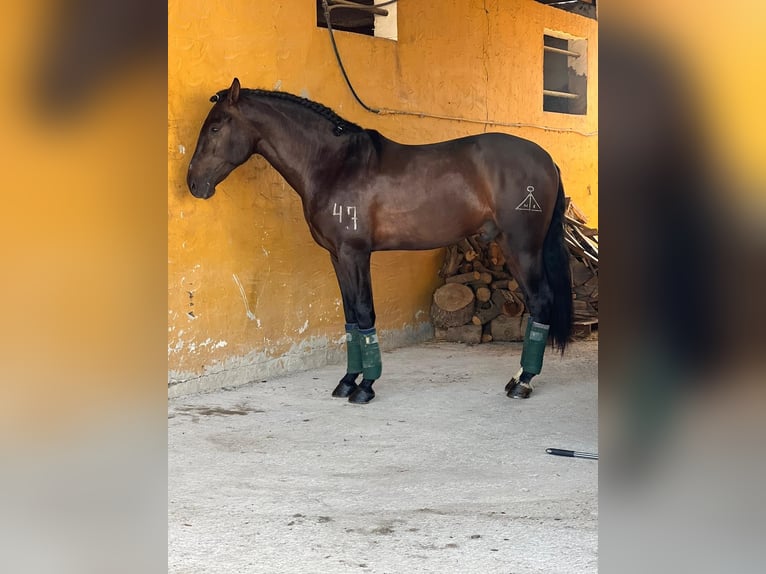 Andalusian Gelding 5 years 16,1 hh Brown in Pizarra